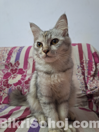 Persian cat